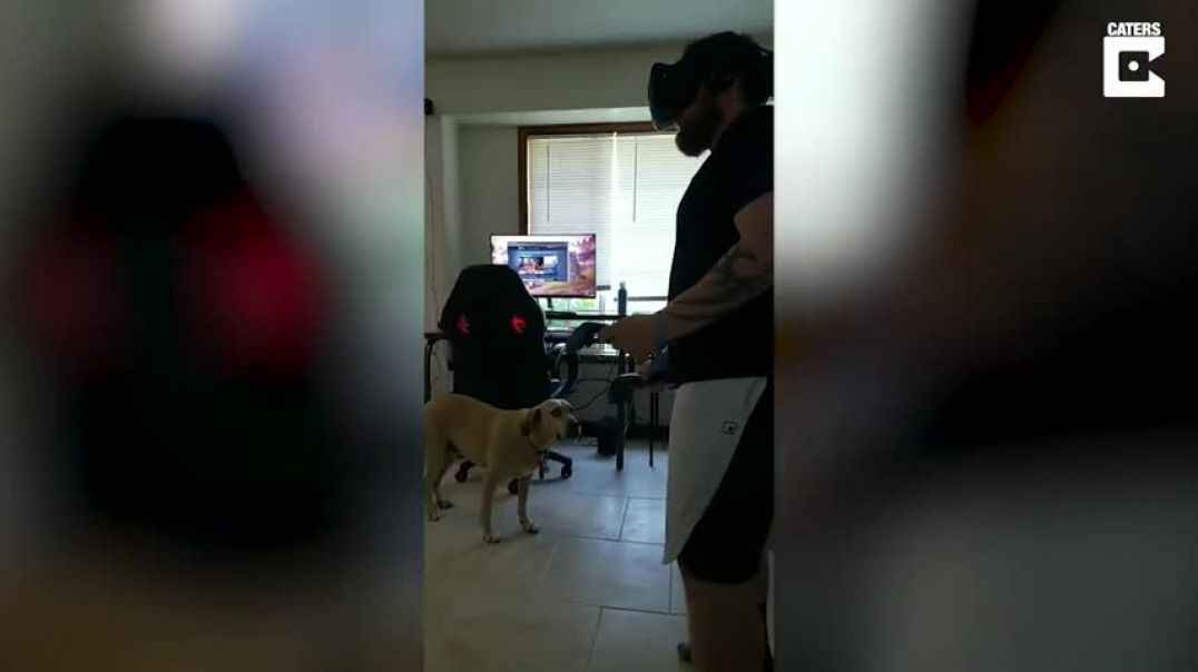 Dog Confused By Owner Playing VR Game