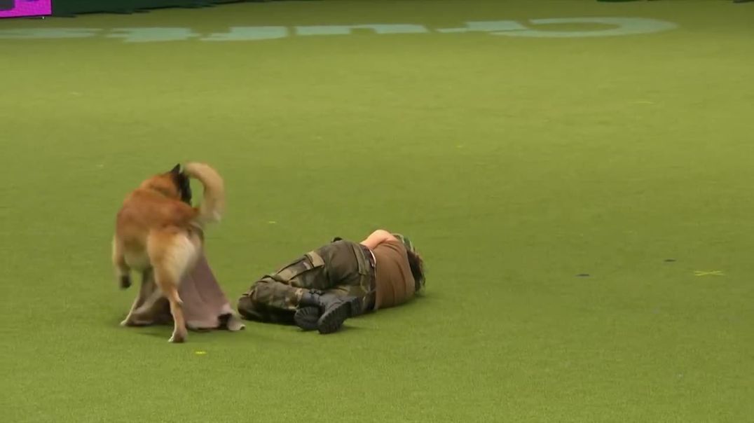 Amazing Dog Performs CPR, Squats and Press Ups in Heelwork To Music Routine _ Crufts 2017