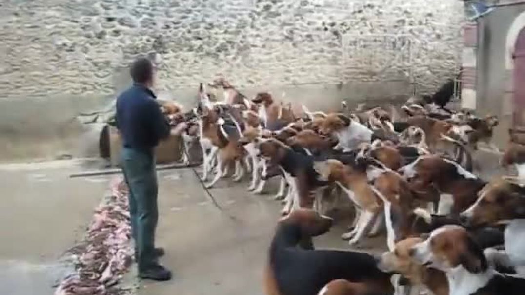 ⁣Crazy feeding frenzy with the hounds at Chateau Cheverny