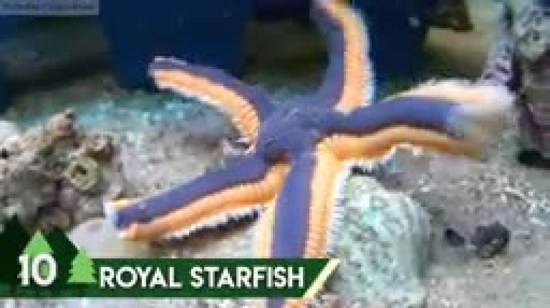 10 Amazing Sea Creatures You've Never Seen Before