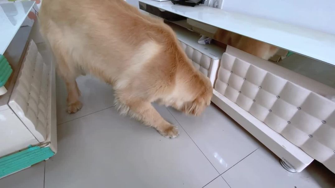 Hide the food, how will the golden retriever get it？？