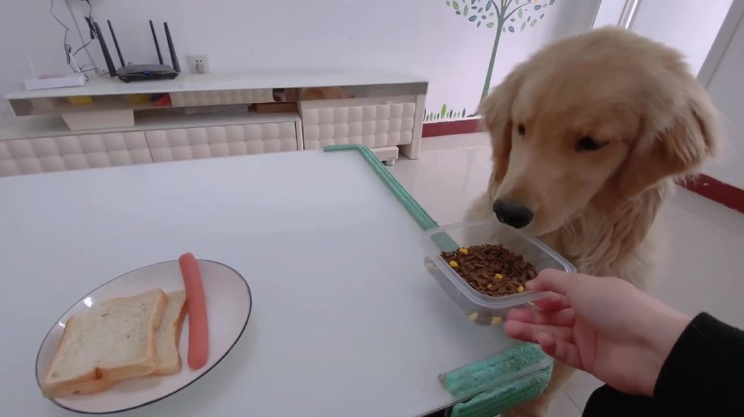 Funny dog – my golden retriever always want his owner's food