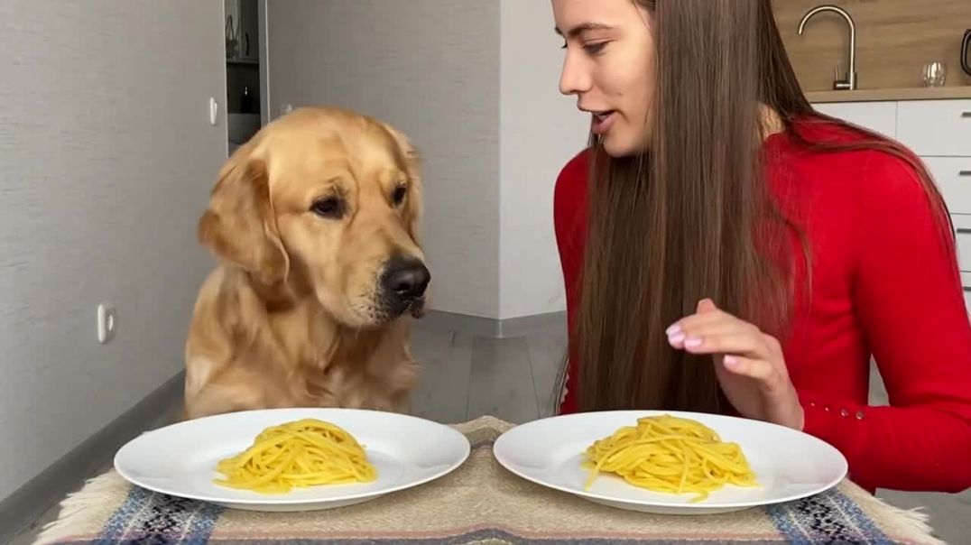 My Dog Takes Part in a Spaghetti Eating Competition