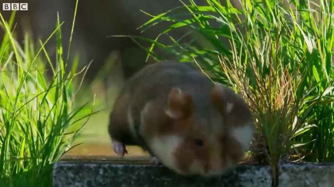 Wild Hamster Has A Graveyard Feast  Seven Worlds One Planet
