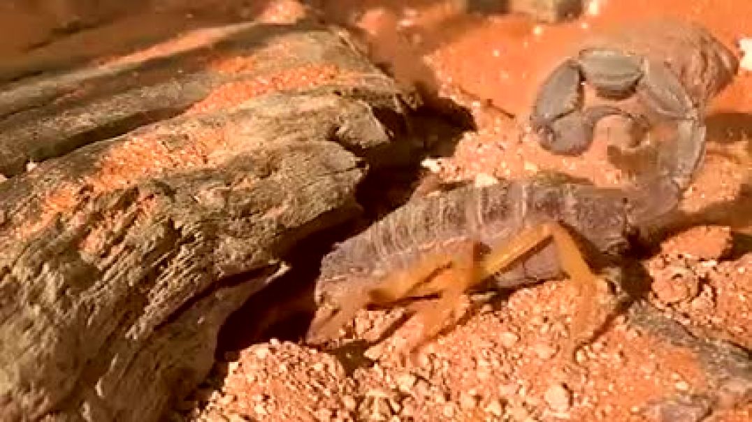 Parabuthus villosus oranje morph Scorpion Namibia digging a hide