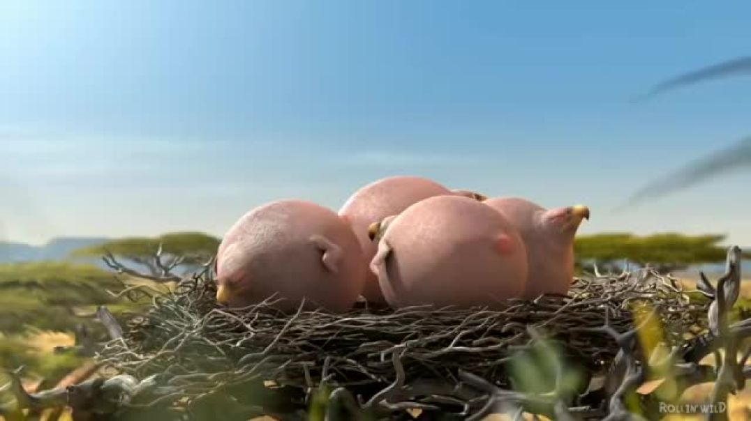 ⁣y2mate⁣y2mate.com - Funny FAT Animals  Animated Short Films by Rollin Wild  Animal Cartoon