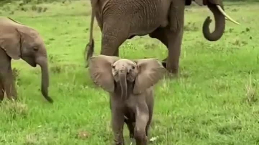 Own Your Day And With The Confidence Of This Baby Elephant