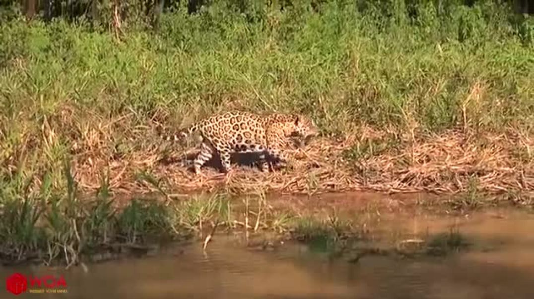 ⁣Crocodiles Wait For Leopard Across The River Harsh Life