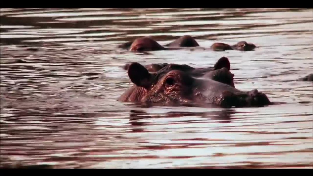 ⁣Beautiful World - Wild Animals (Petar Milinković - Ashes Of Stars) [Short Film]