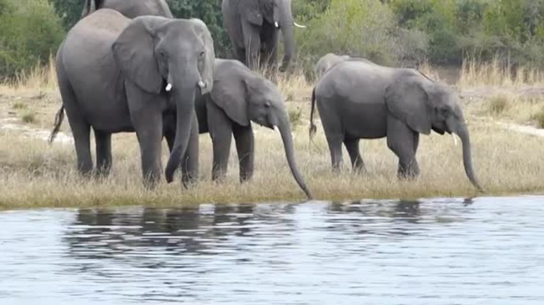 ⁣Elephants Chobe River Cruise Botswana  2022