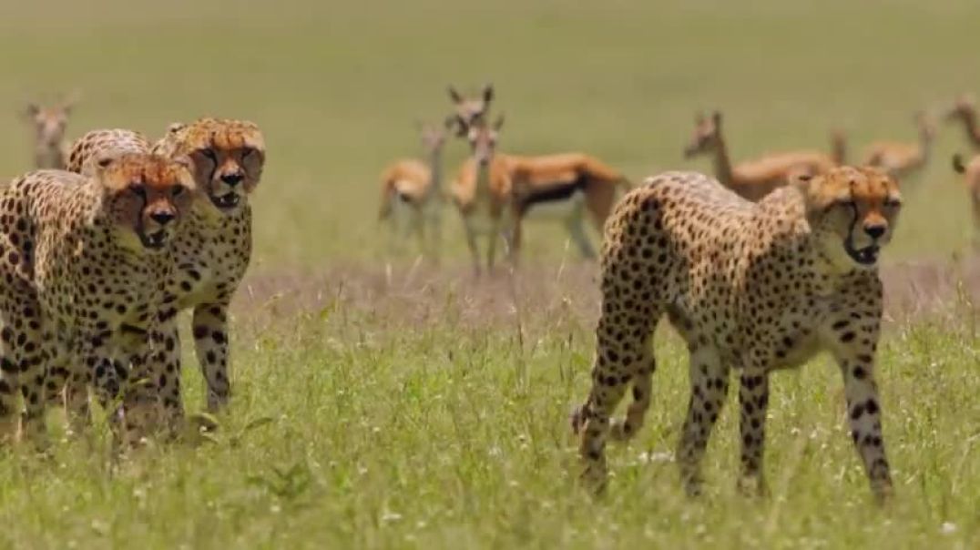 ⁣Cheetahs High-speed hunters of the Savannah