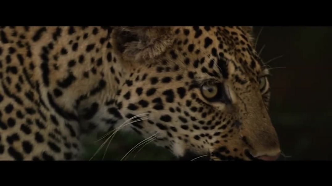 ⁣Wildlife - Cinematic Videos 4K _ Free Wildlife Footage Stock