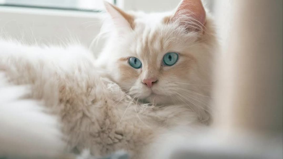 ⁣Top 10 Most WANTED Cat Breeds In The WORLD!