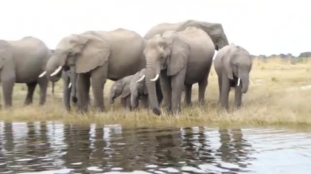 ⁣Elephants Chobe River Cruise Botswana 2022