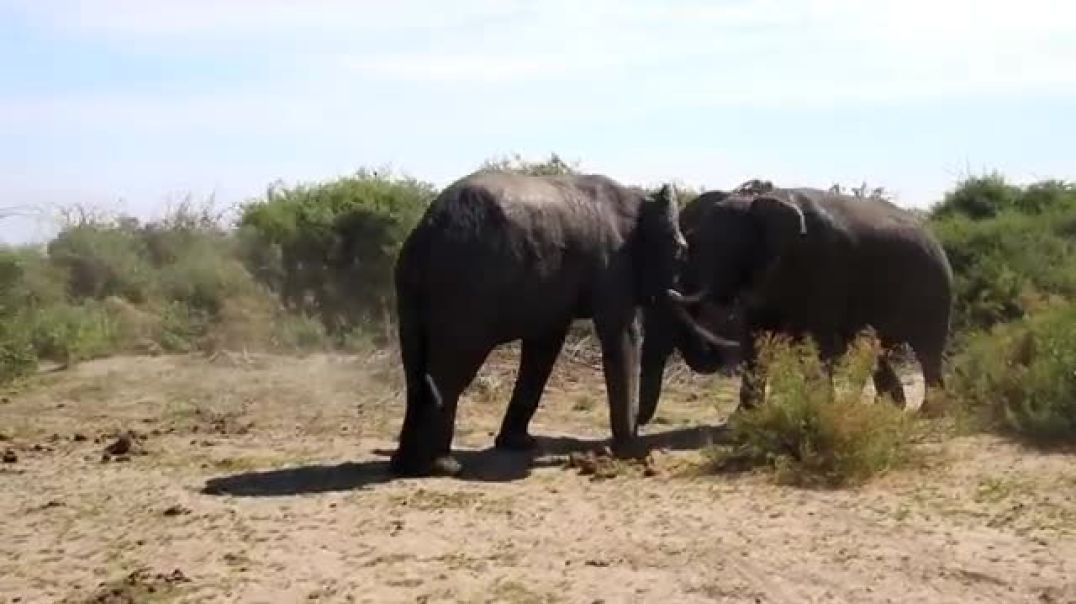 ⁣Elephant vs Elephant Fight  Raw  footage