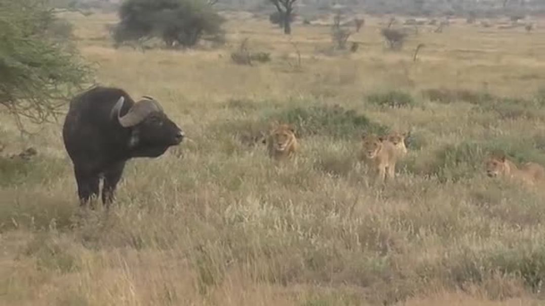 ⁣Lions vs Buffalo Tanzania Safari highlights