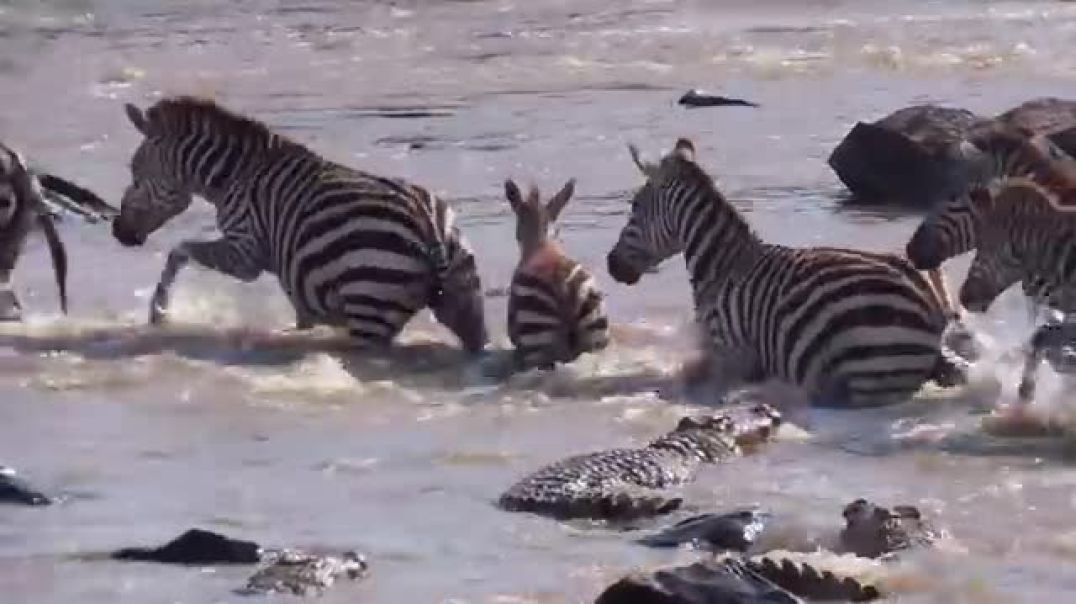 ⁣Crocodiles Bite The Face Off Zebra While Crossing Mara  River on a Safari in Kenya