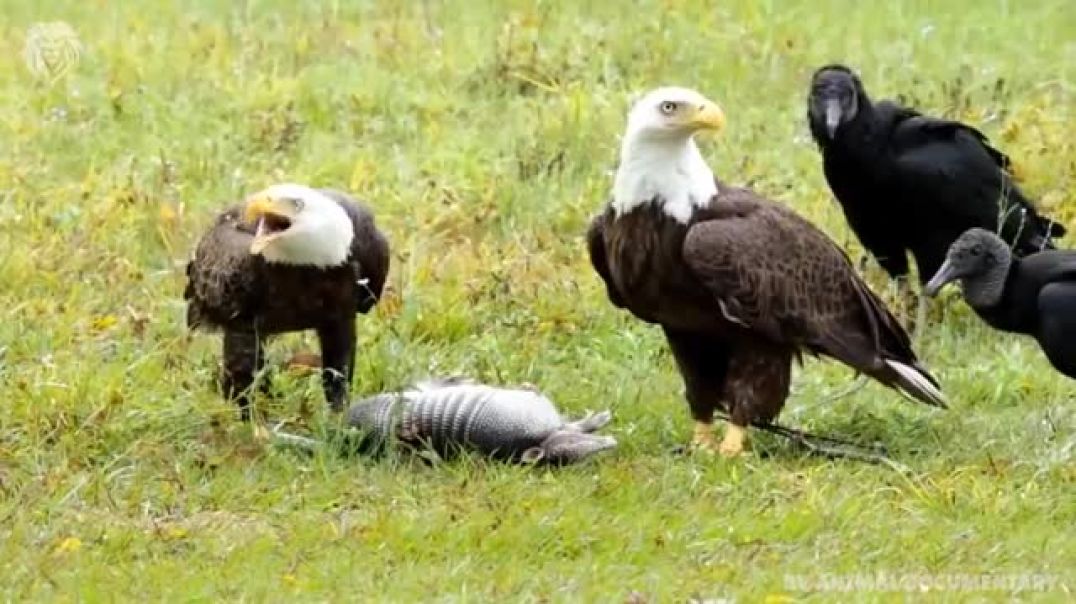 Mother Eagle kills Snake  to feed her baby, Wild Animals Warcry