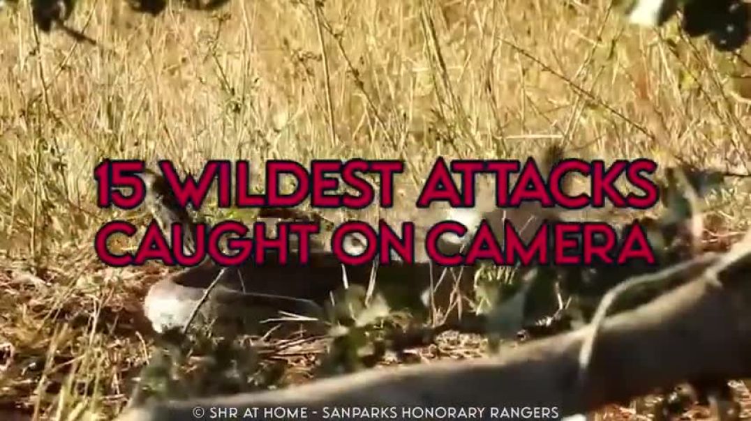 ⁣15 Wildest Attacks Caught On Camera