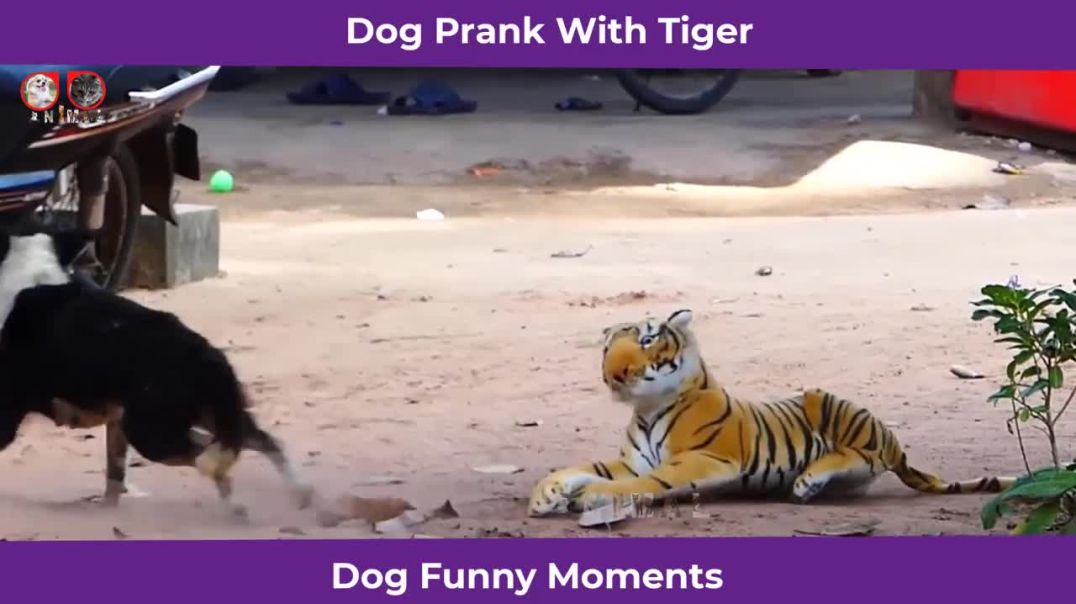 cute dog and lion pranks videos 2022