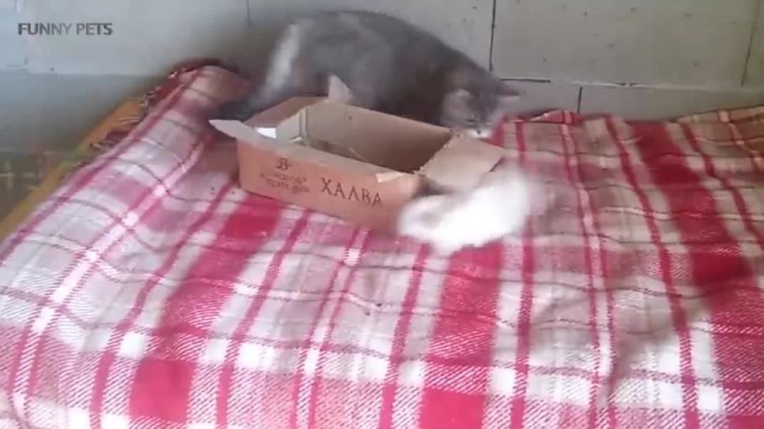 ⁣Cats and Rabbits Playing Together Funny Pets