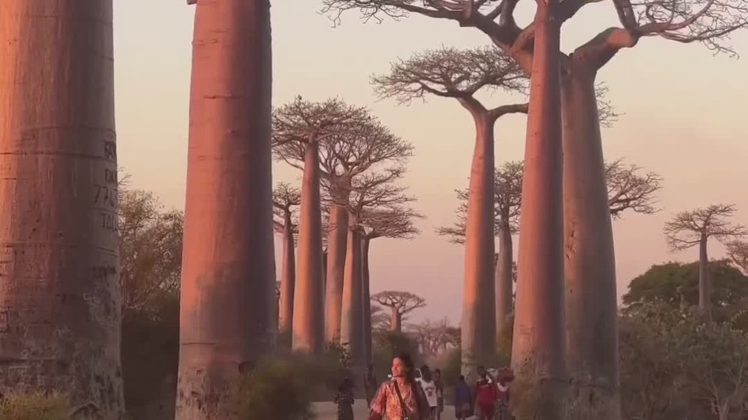 ⁣Avenue des Baobabs, Madagascar 🇲🇬