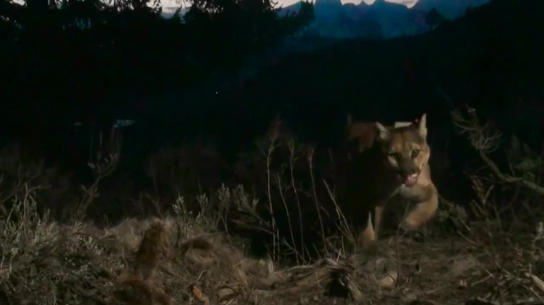 Cameras Reveal the Secret Lives of a Mountain Lion Family  Short Film Showcase