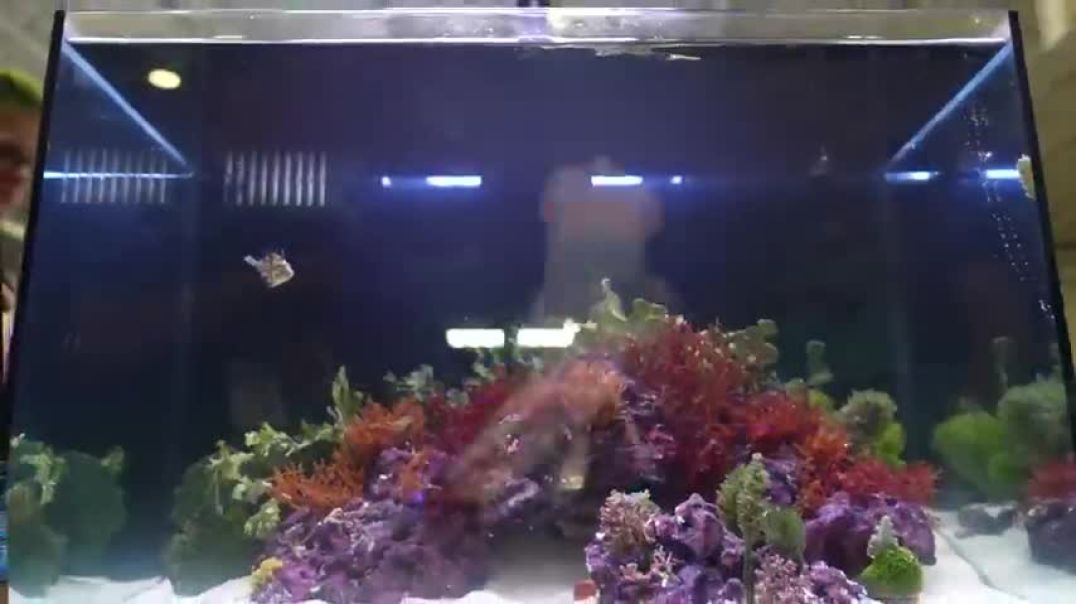 ⁣AMAZING 20K Dragon Fish CRAZY Home Aquariums