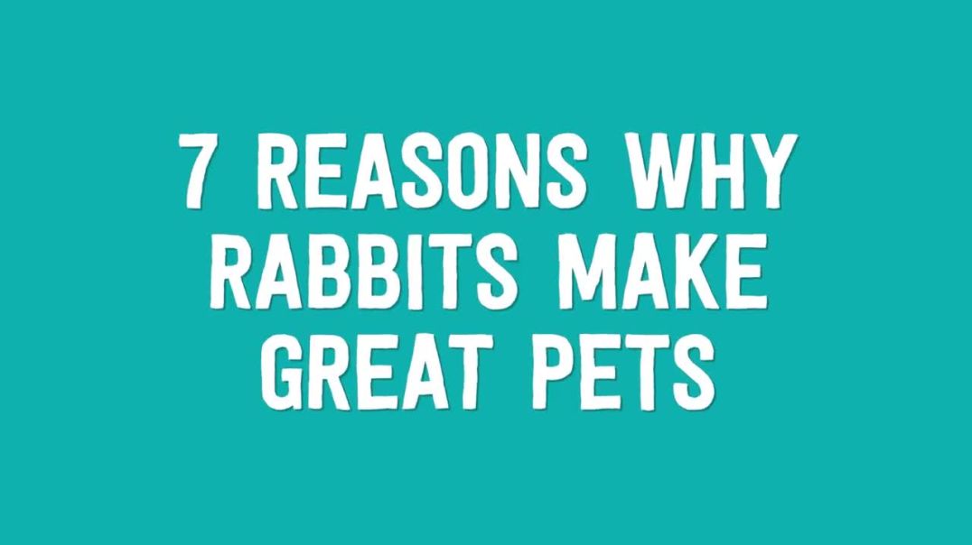 ⁣7 Reasons Why Rabbits Make Great Pets (1)
