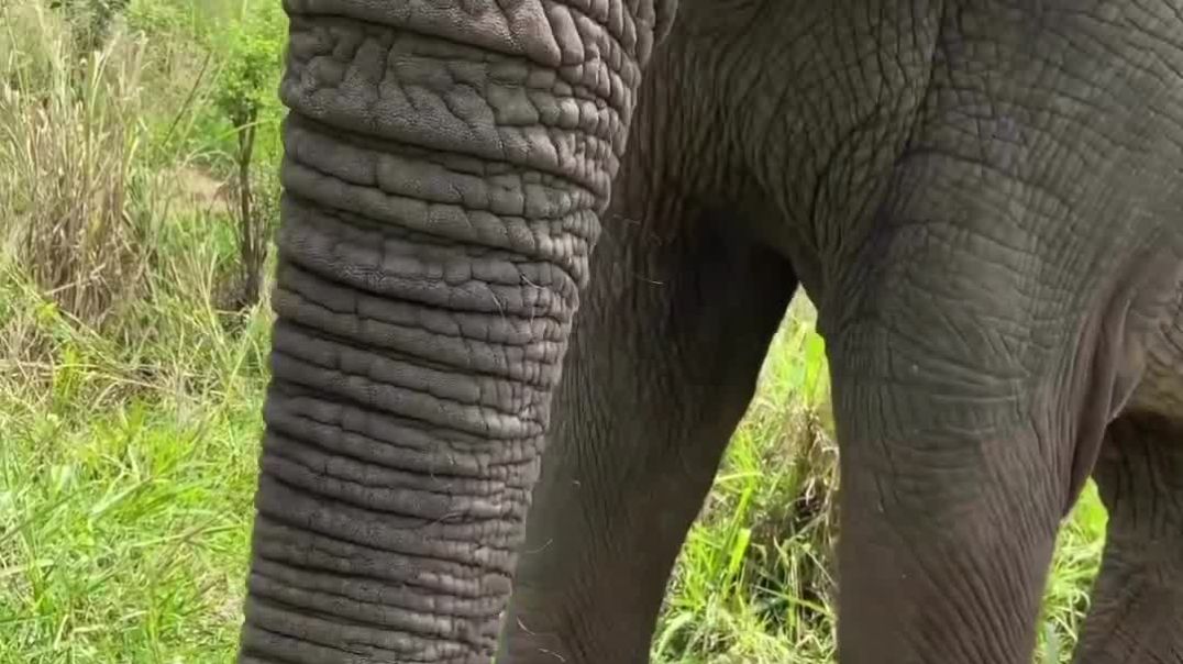 ⁣Boop the snoot, trunk edition 😃 How’s this for a close up of this guy!