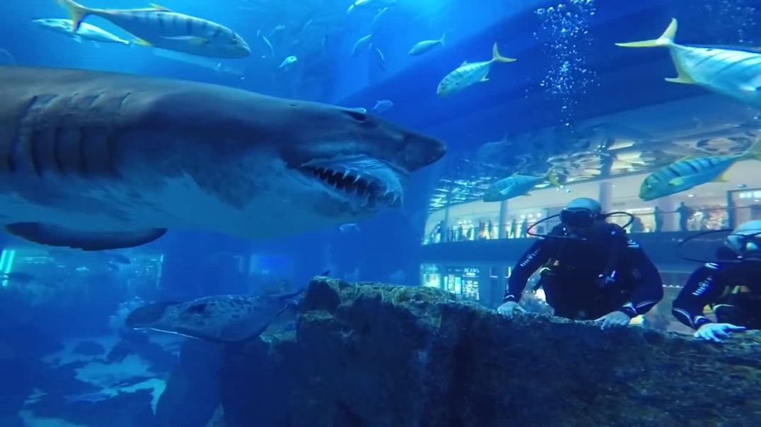⁣Shark Dive Dubai Aquarium - Close Encounter