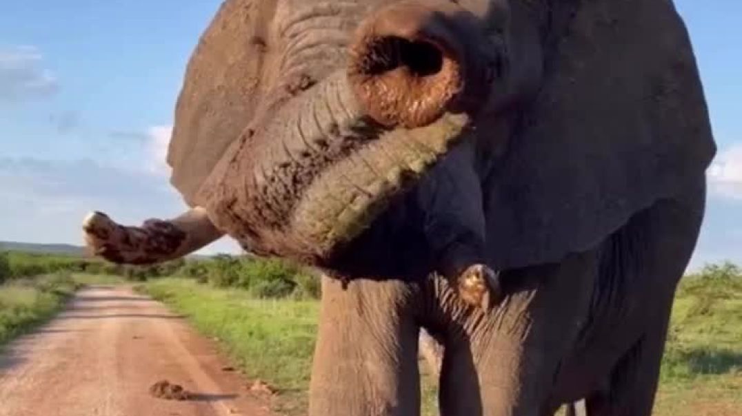 ⁣Saying hello to your public holiday like this guy 😁🐘
