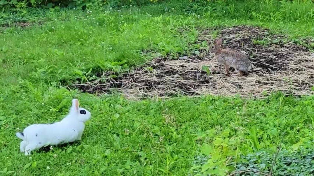 ⁣Pet rabbit meets wild rabbit for the first time