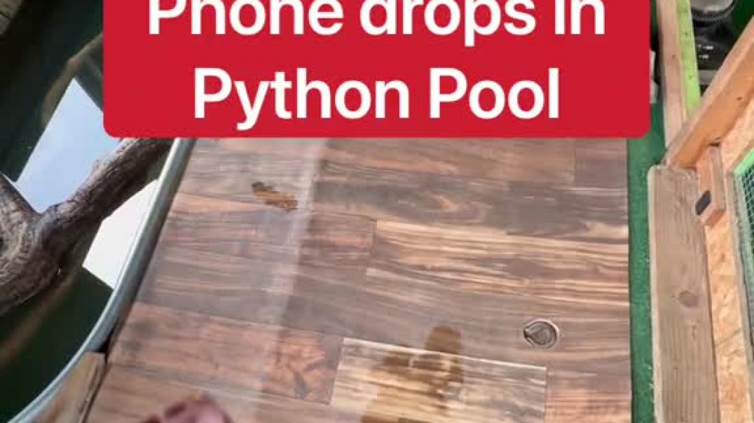 ⁣Phone Drops In Python Pool!!!
