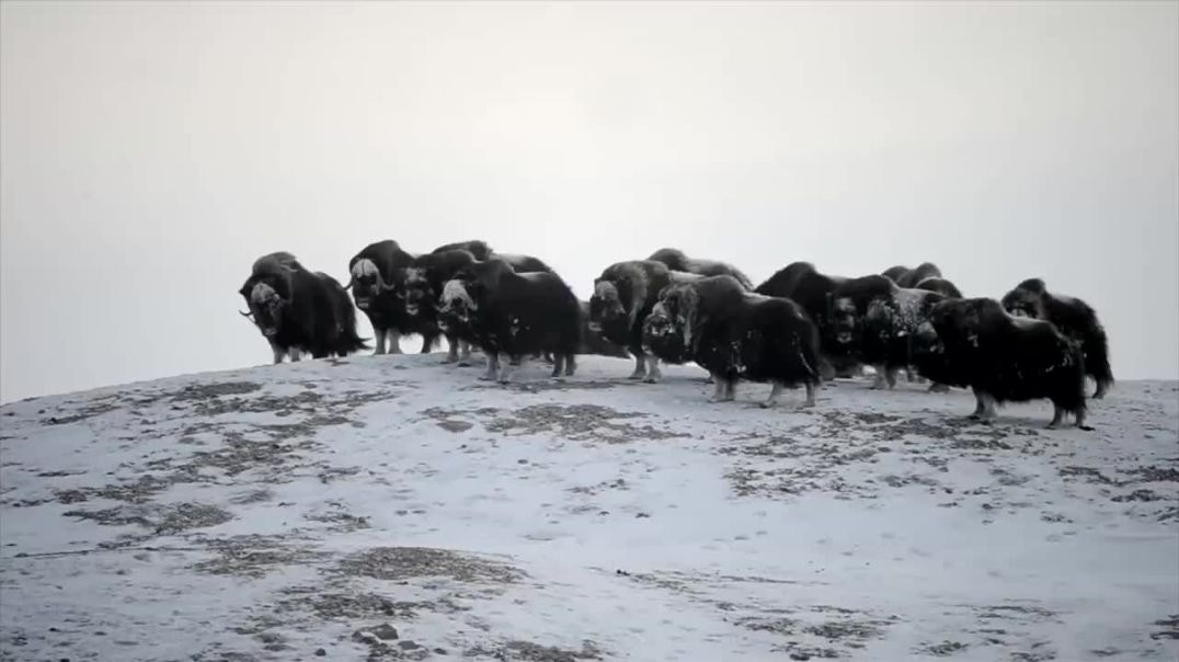 ⁣Photographer Captures Stunning Arctic Wildlife  Short Film Showcase