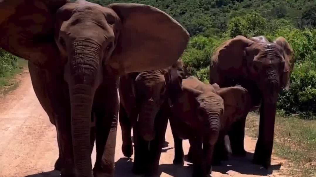 ⁣Summer in South Africa = ear-flapping, trunk-spraying, close-up goodness 😀