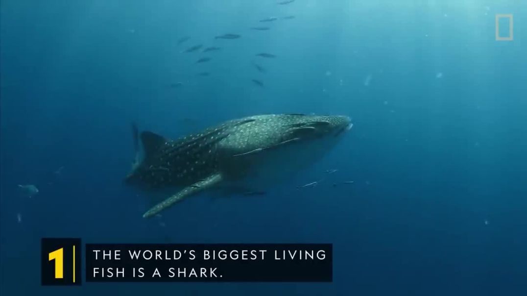 ⁣Sharks 101  National Geographic