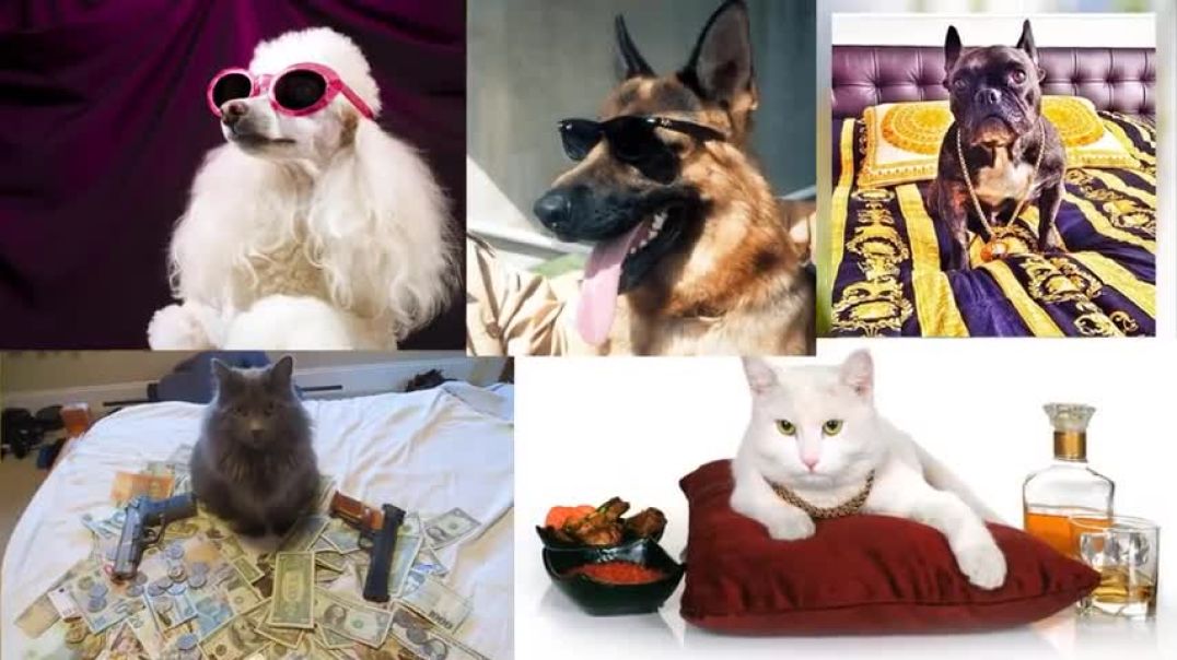 ⁣Top 10 Richest Animals Not Humans of the World