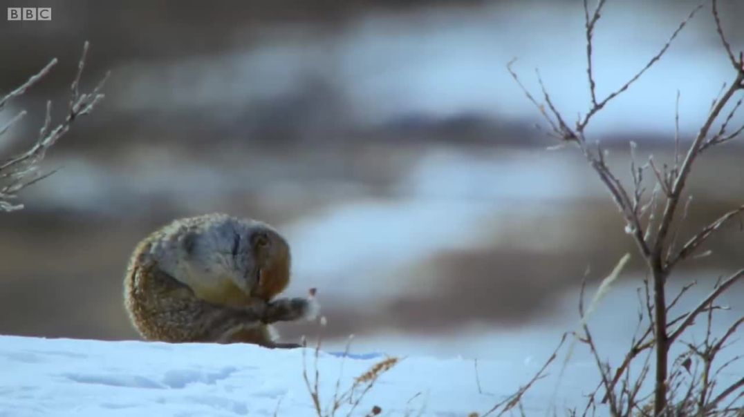 ⁣How an Arctic Squirrel Survives Winter  Wild Alaska  BBC Earth