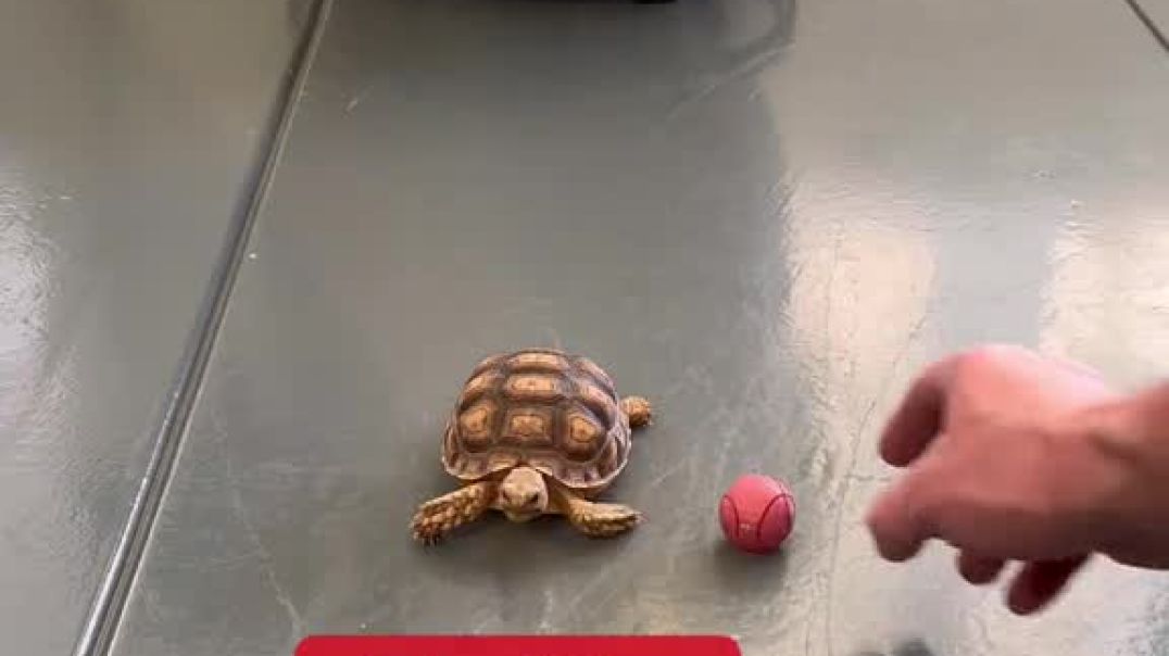⁣Top 3 Winning Names For This Baby Tortoise Are…