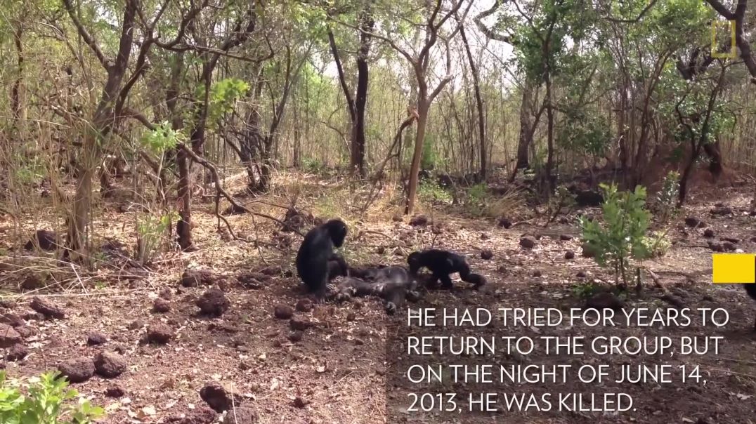 ⁣Aftermath of a Chimpanzee Murder Caught in Rare Video  National Geographic