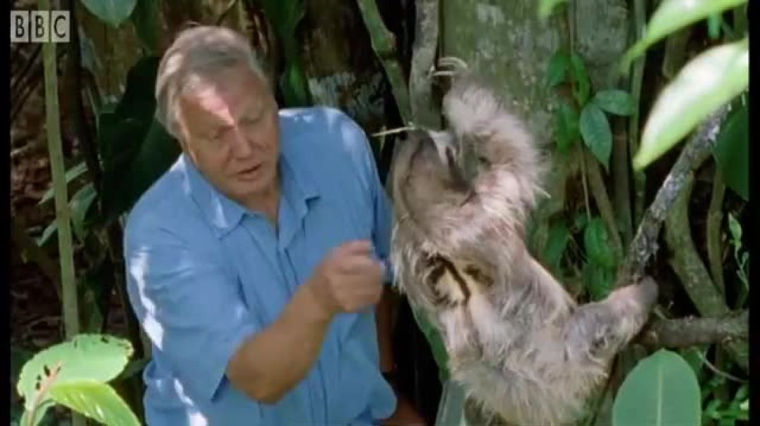 ⁣The Busy Life of the Sloth  BBC Earth