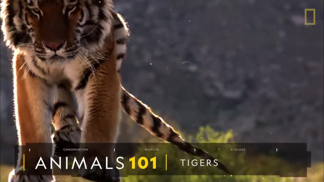 ⁣Tigers 101  National Geographic