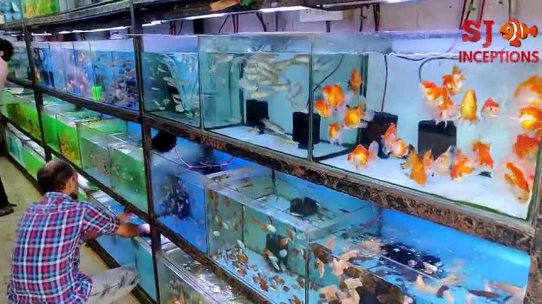⁣Aqua Planet Aquarium Fish Shop