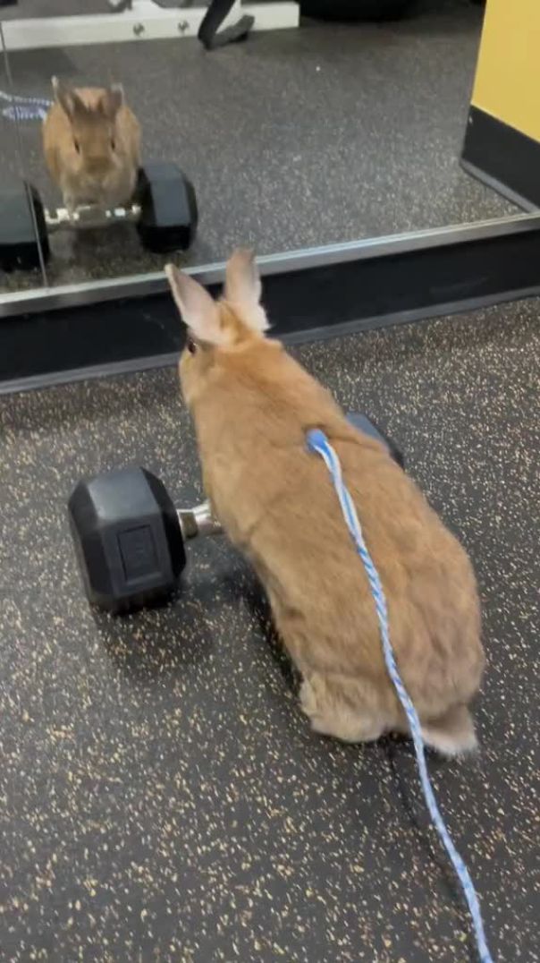 Gym bunny