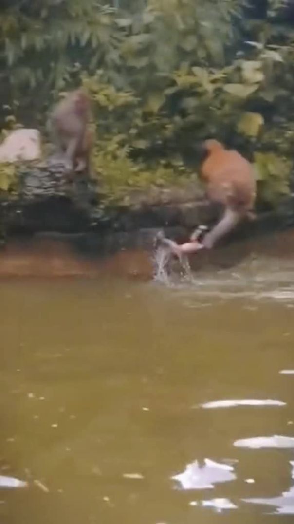 monkey-king - Baby monkey having a bath