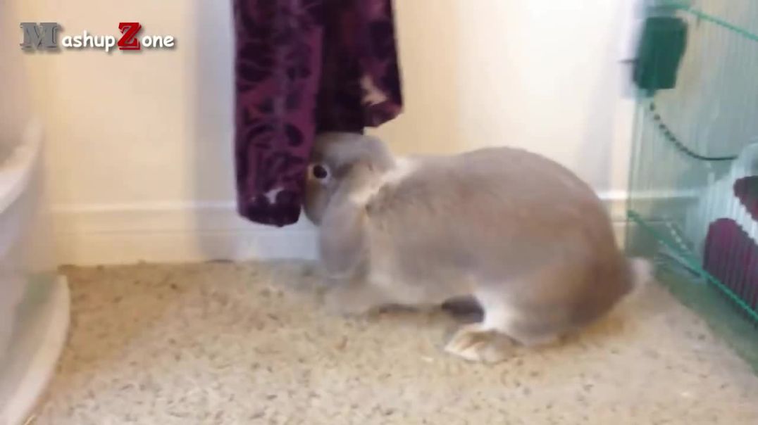 ⁣Rabbit - A Funny And Cute Bunny Videos Compilation  NEW HD