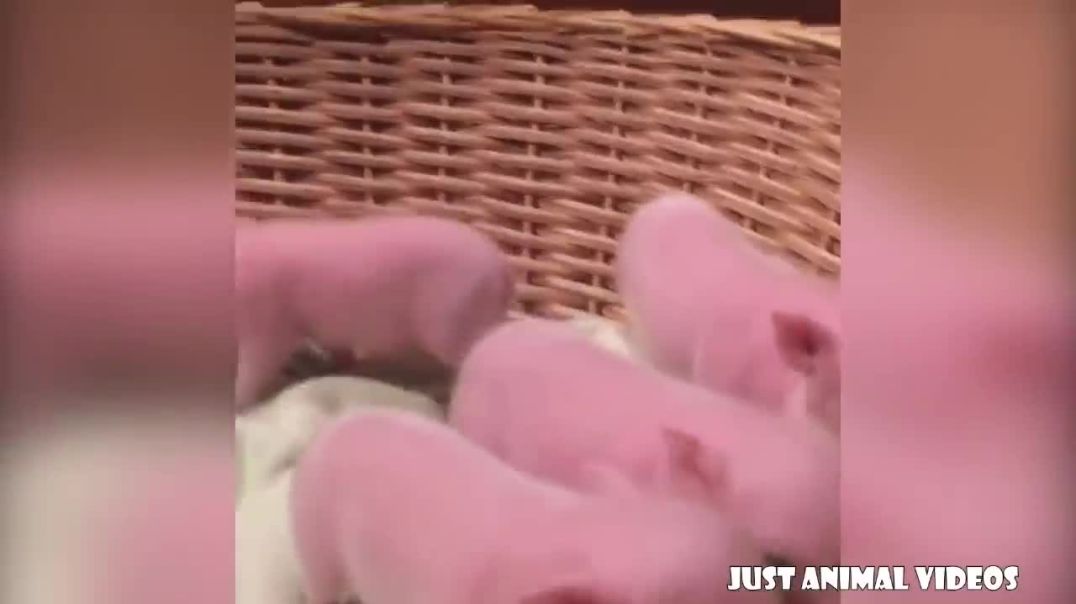 ⁣CUTE BABY PIGS COMPILATION 2018 #2  Just Animal Videos