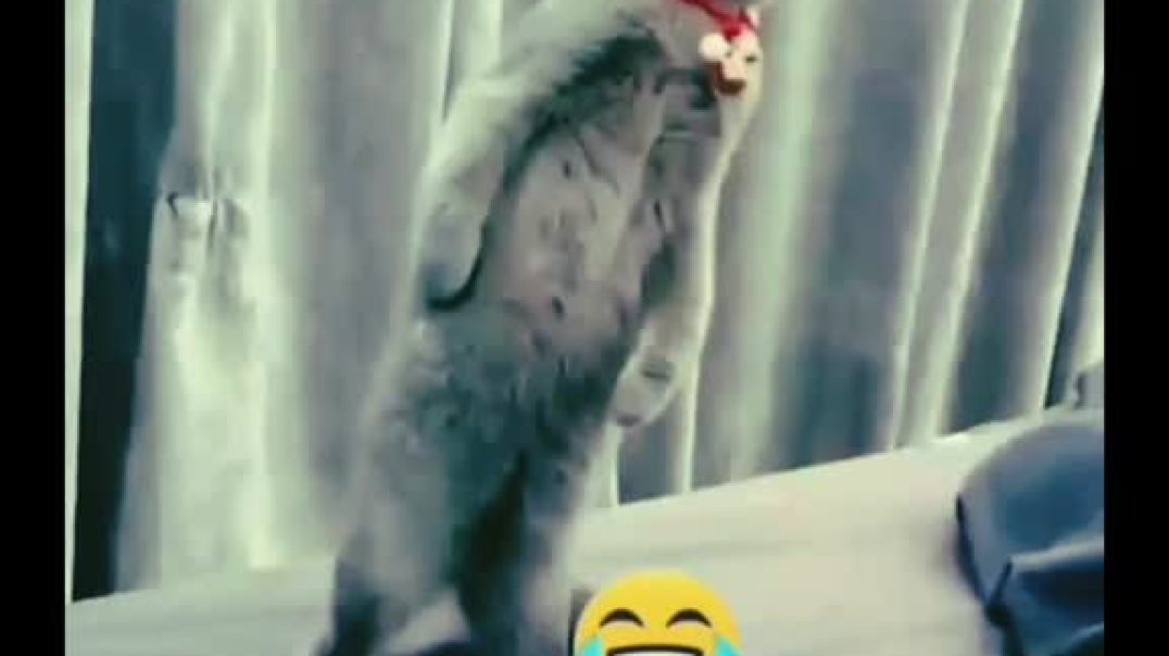 ⁣funniest cat and dog videos compilation best of 2023 try not to laugh 🤣 😂