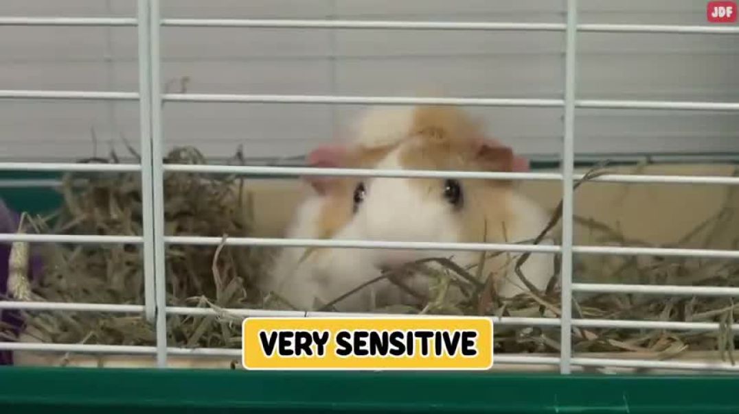 ⁣15 Ways You Are Hurting Your Guinea Pig Without Realizing